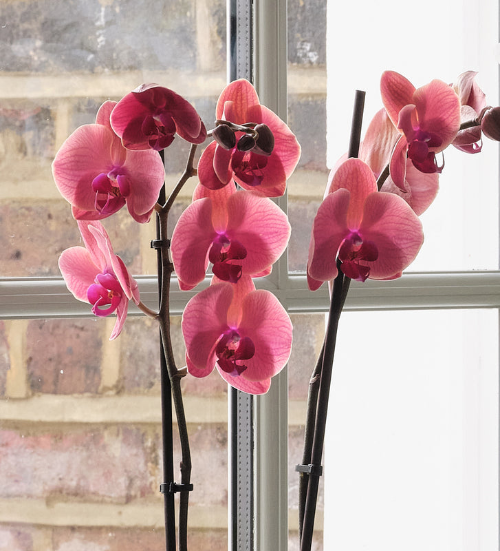 Orchid Bundle