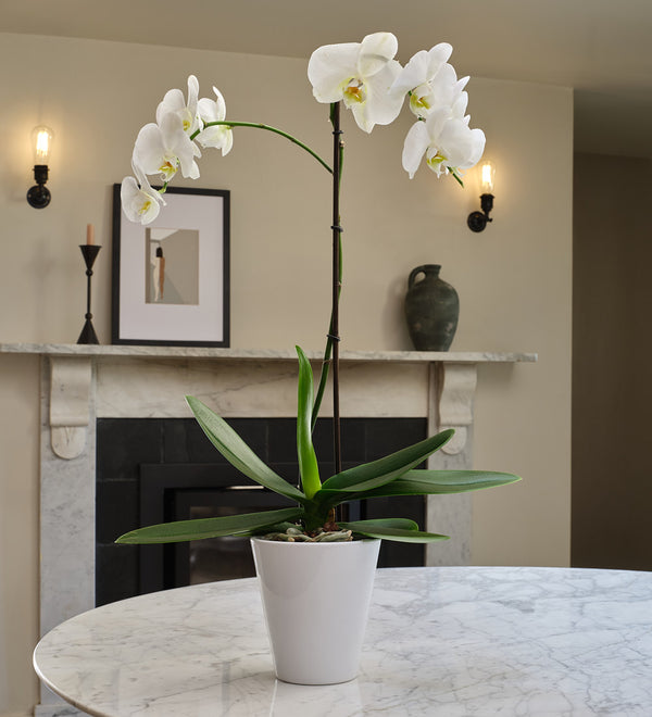 White Orchid & Pot