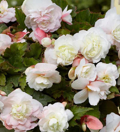 Outdoor Hanging Mother's Day Begonia