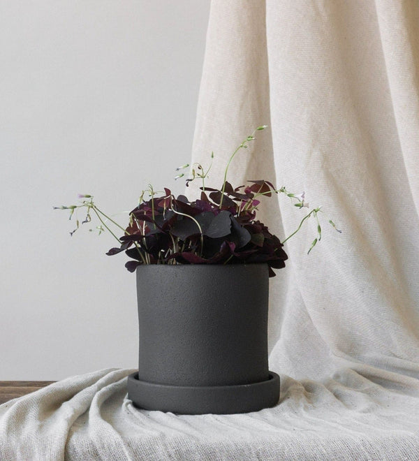 Oxalis & Dalston Charcoal