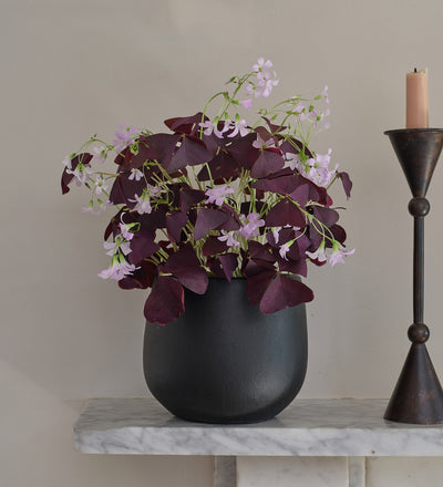 Oxalis