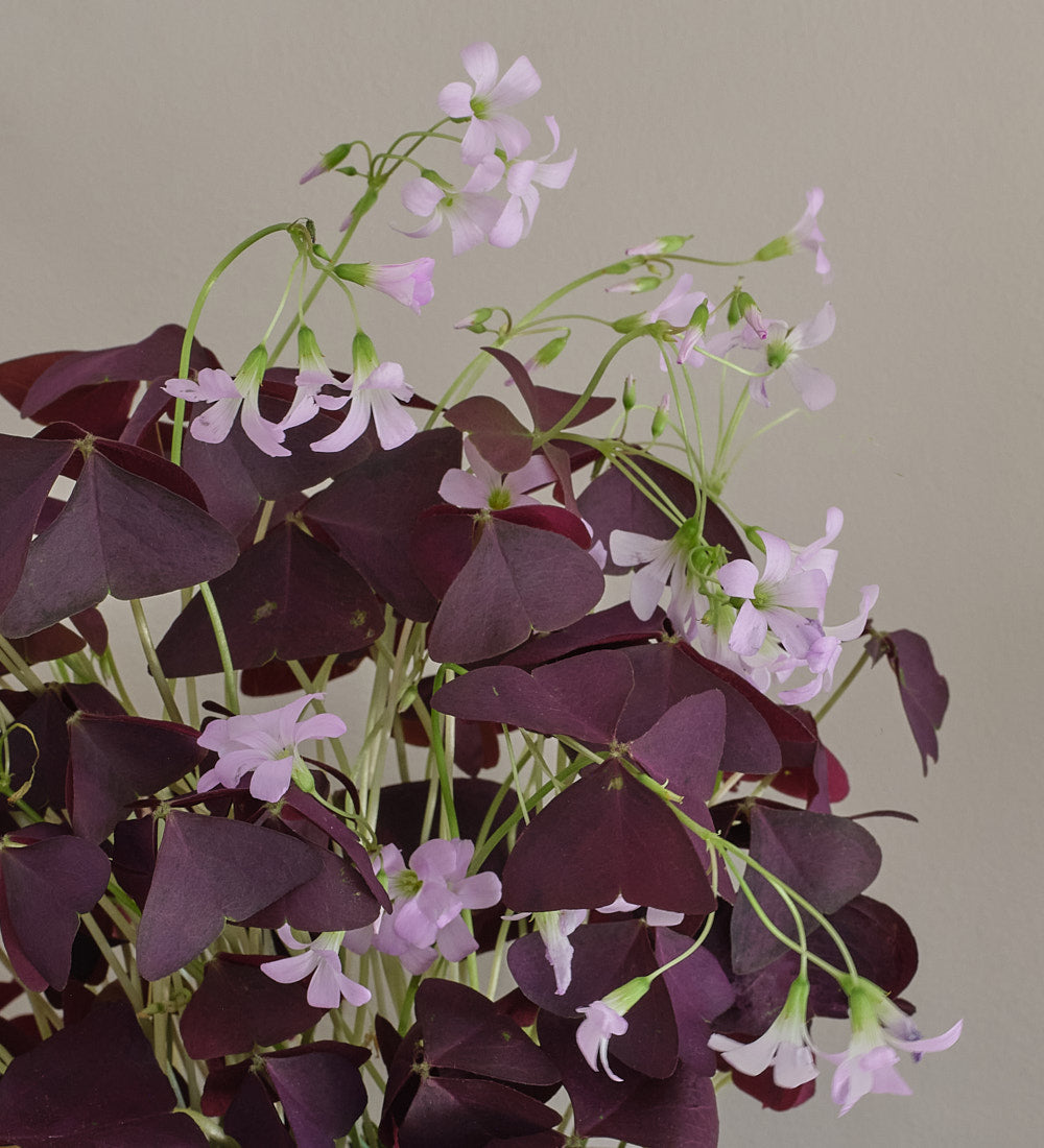 Oxalis