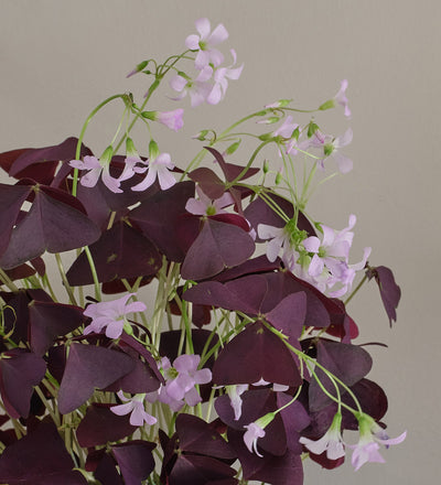Oxalis