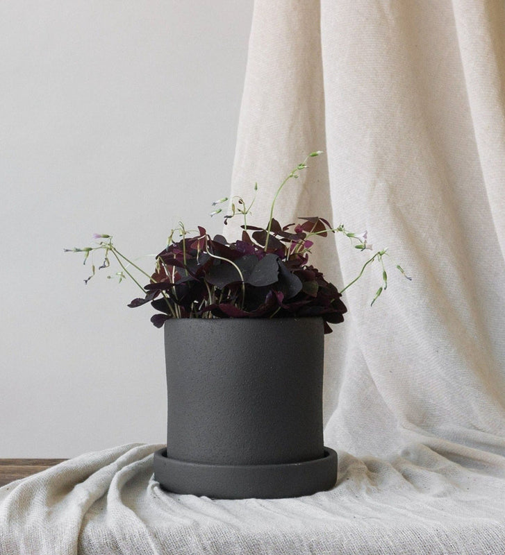Oxalis & Dalston Charcoal