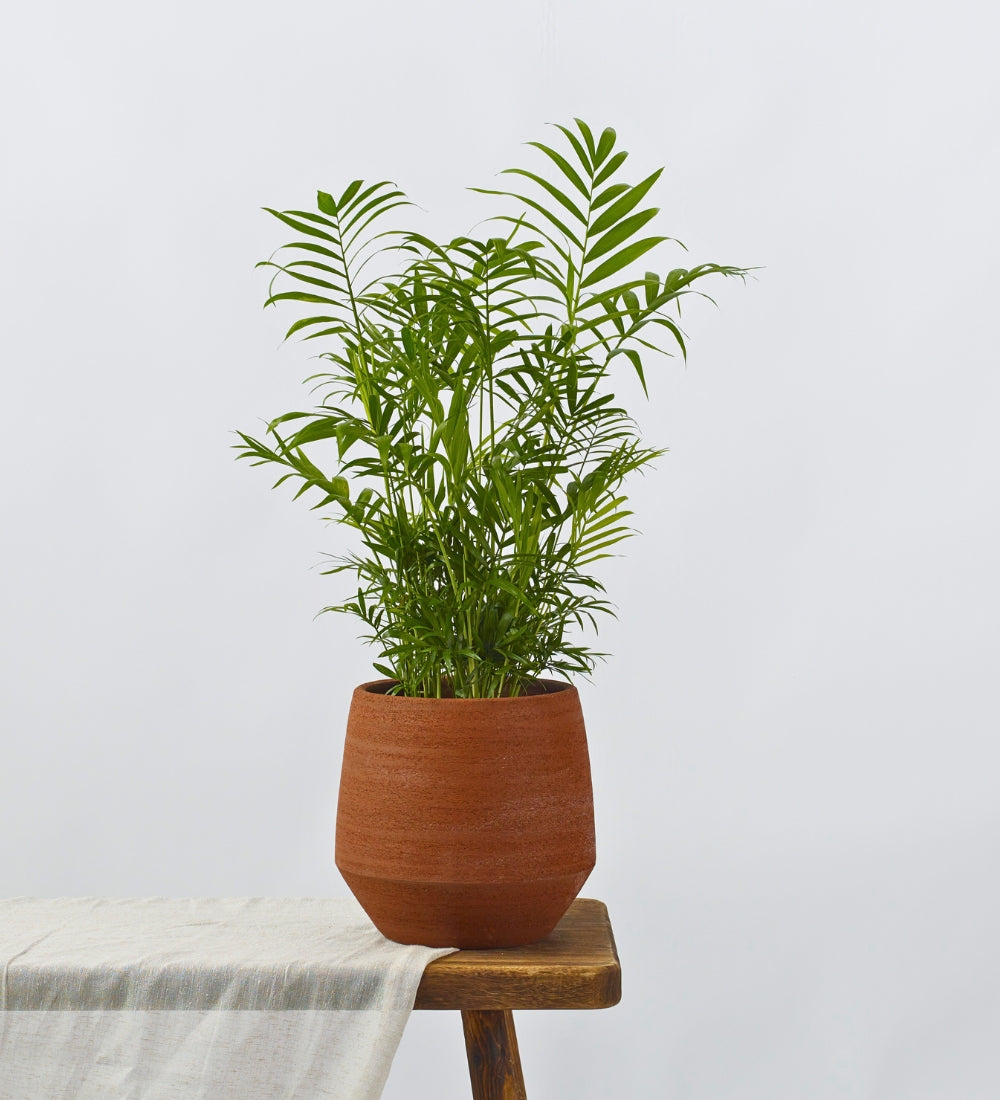 Parlour Palm
