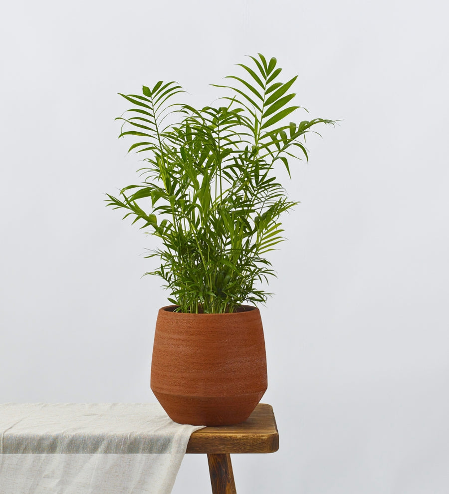 Parlour Palm