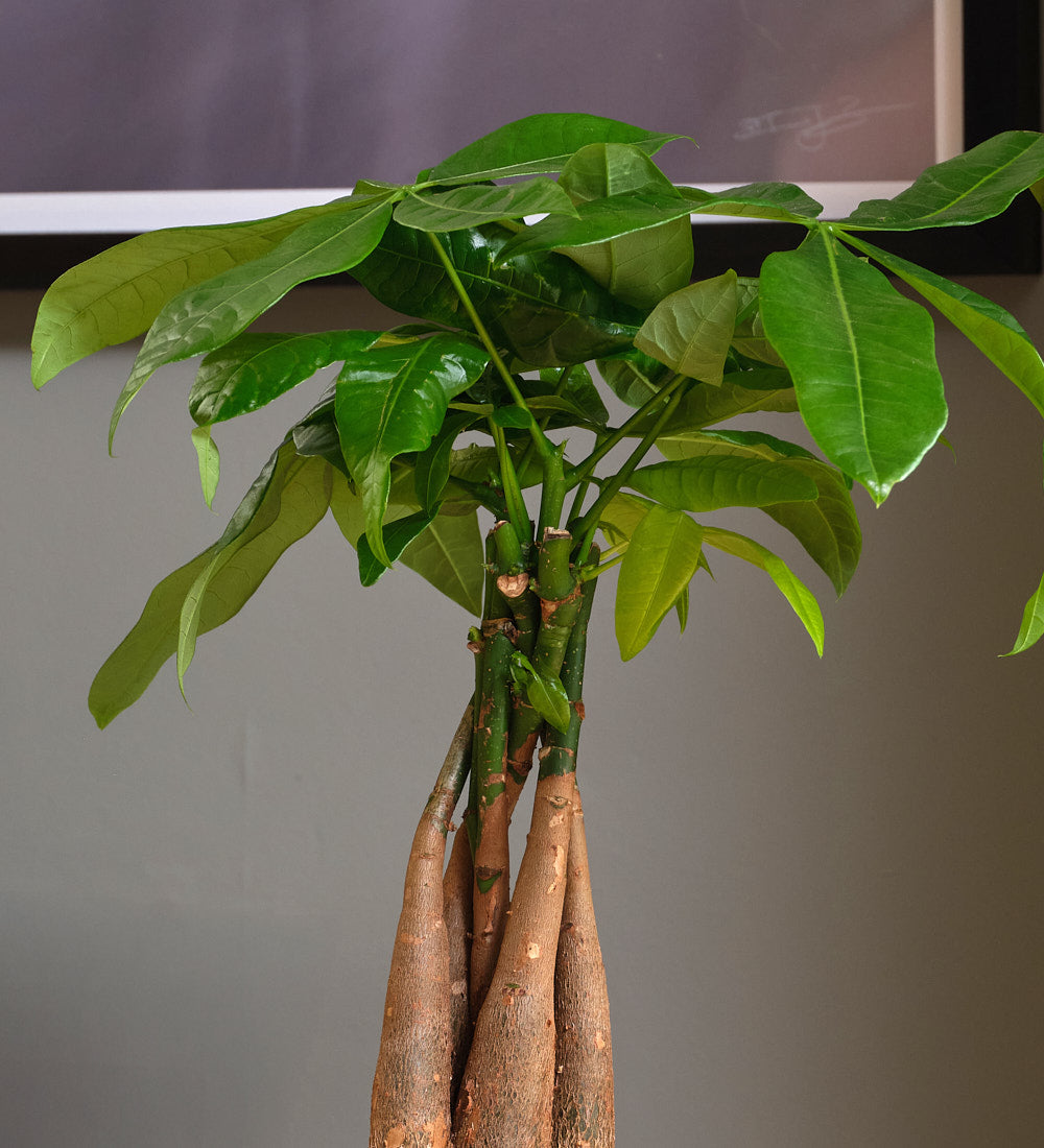 Money Tree
