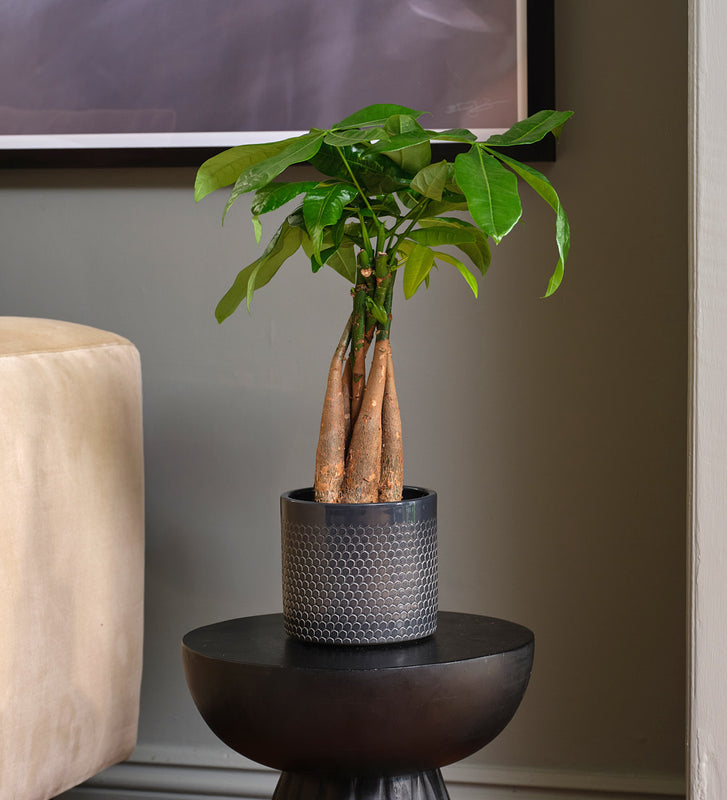 Money Tree