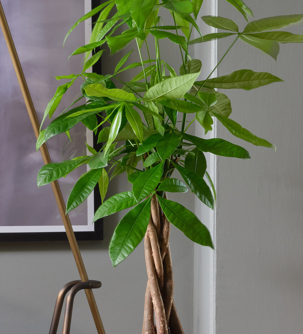 Money Tree