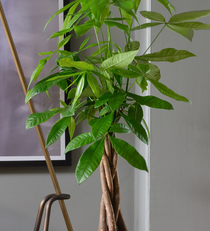 artificial money tree plant Money Tree