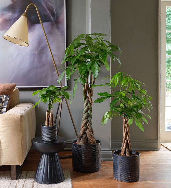 Money Tree