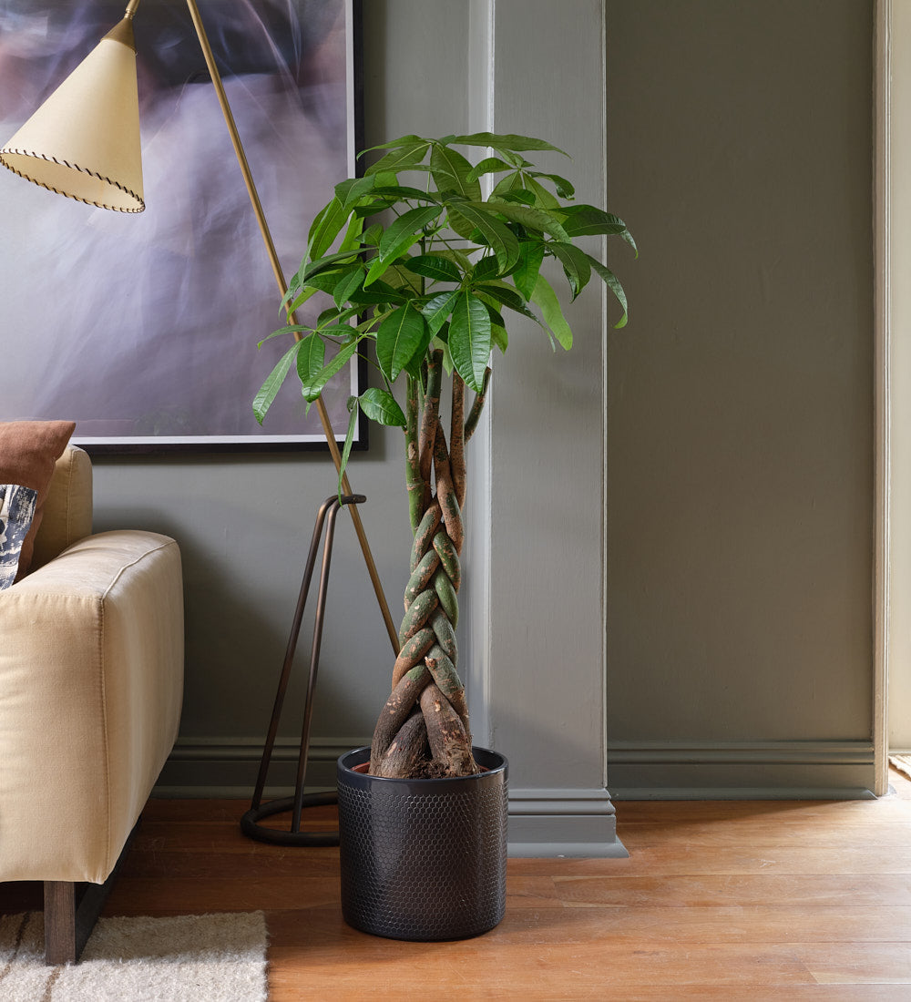 money tree tall Money Tree