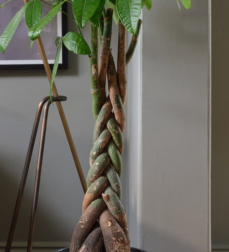 Money Tree Large