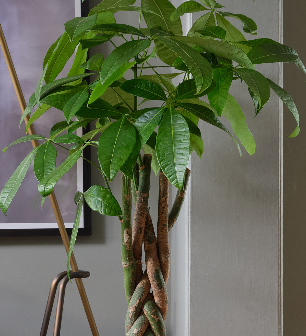 Money Tree