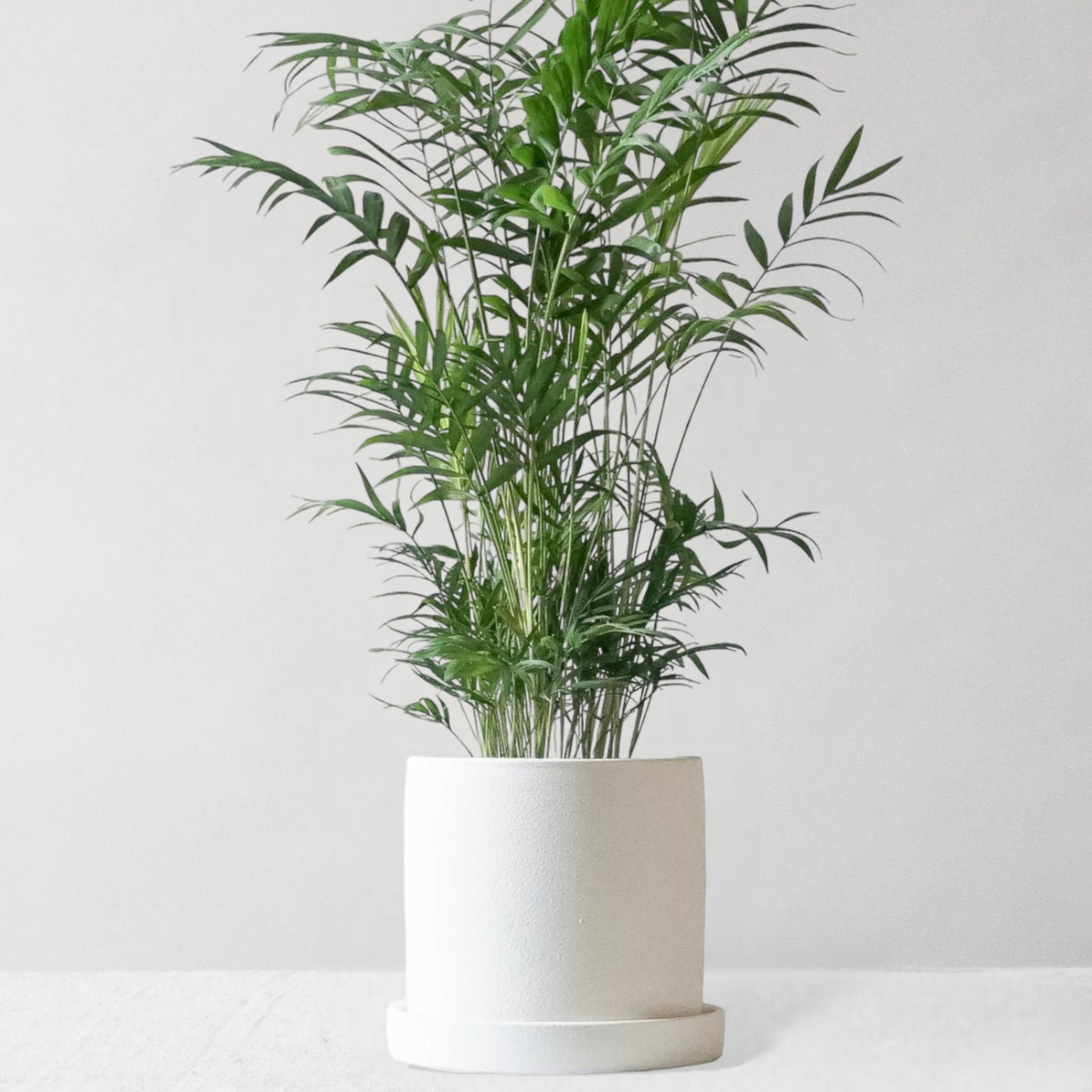 Parlour Palm & Dalston Chalk