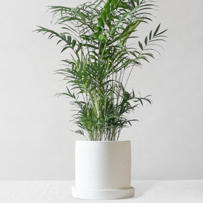 Parlour Palm & Dalston Chalk