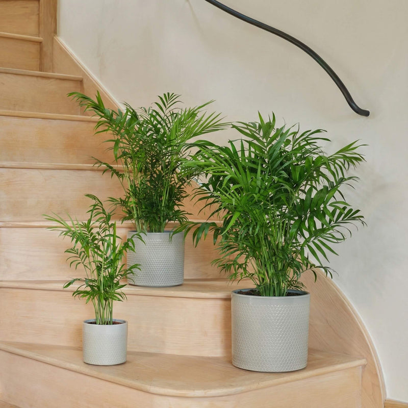 Parlour Palm