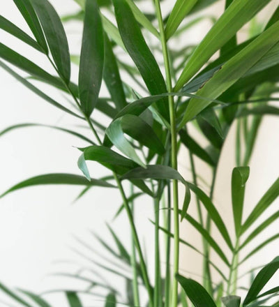 Parlour Palm