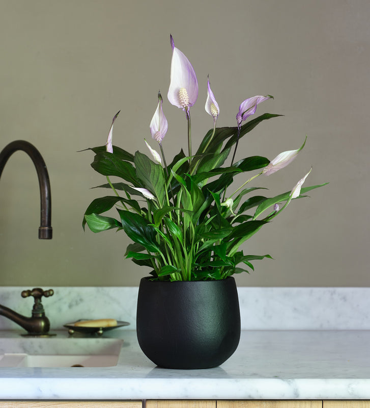 peace lily plant vastu Lilac Peace Lily