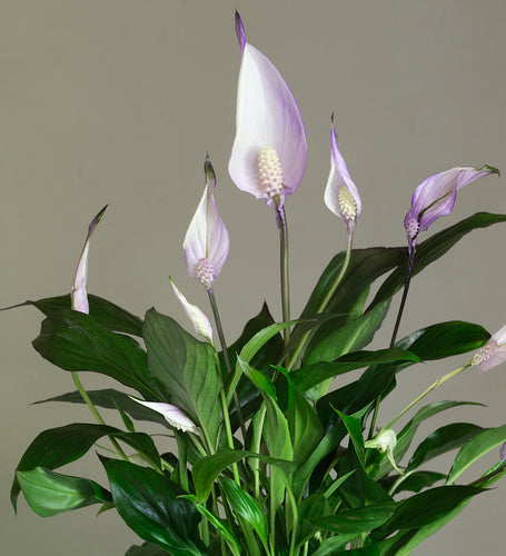 chopin peace lily Lilac Peace Lily