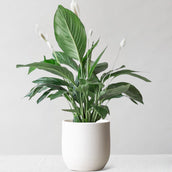 Peace Lily & Broadway Chalk