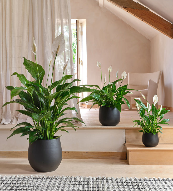 Peace Lily