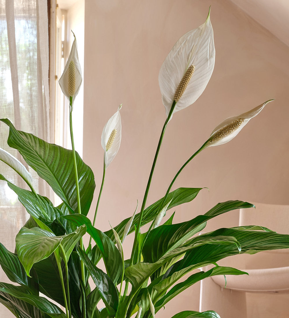 Peace Lily Large