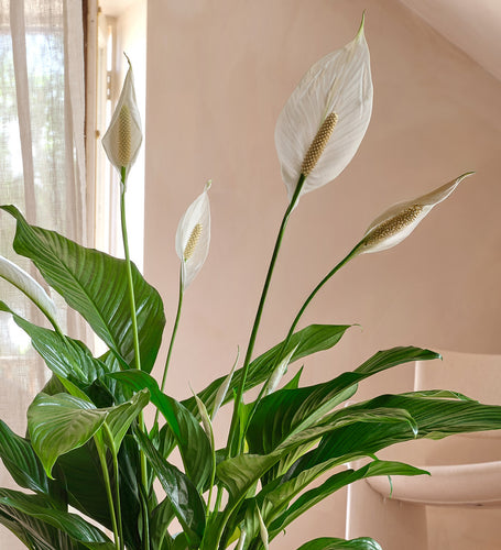 Peace Lily Large
