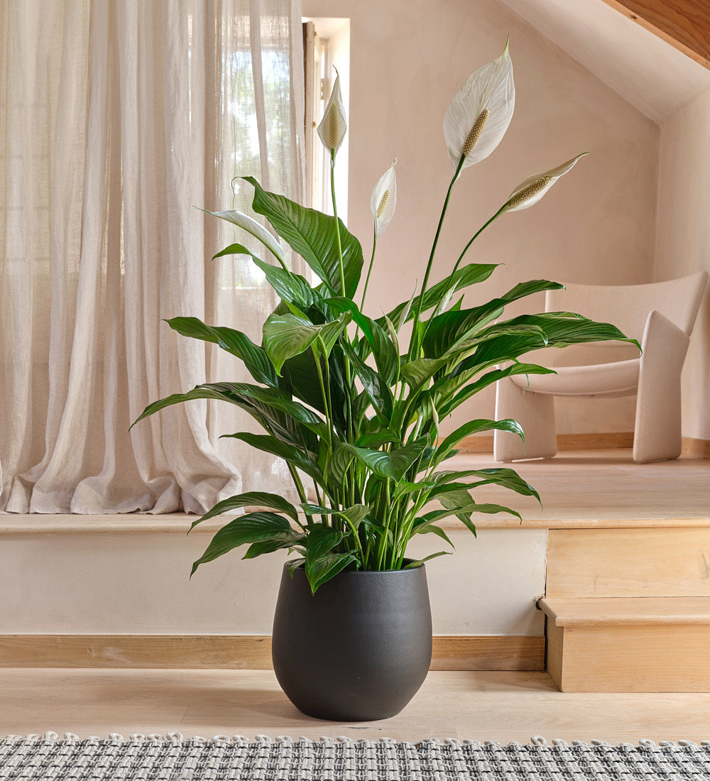 Peace Lily Large