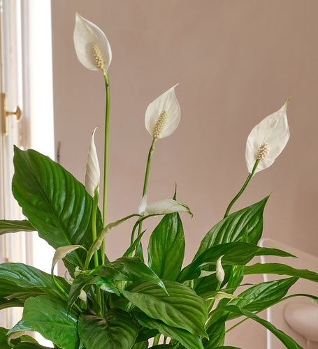 Peace Lily