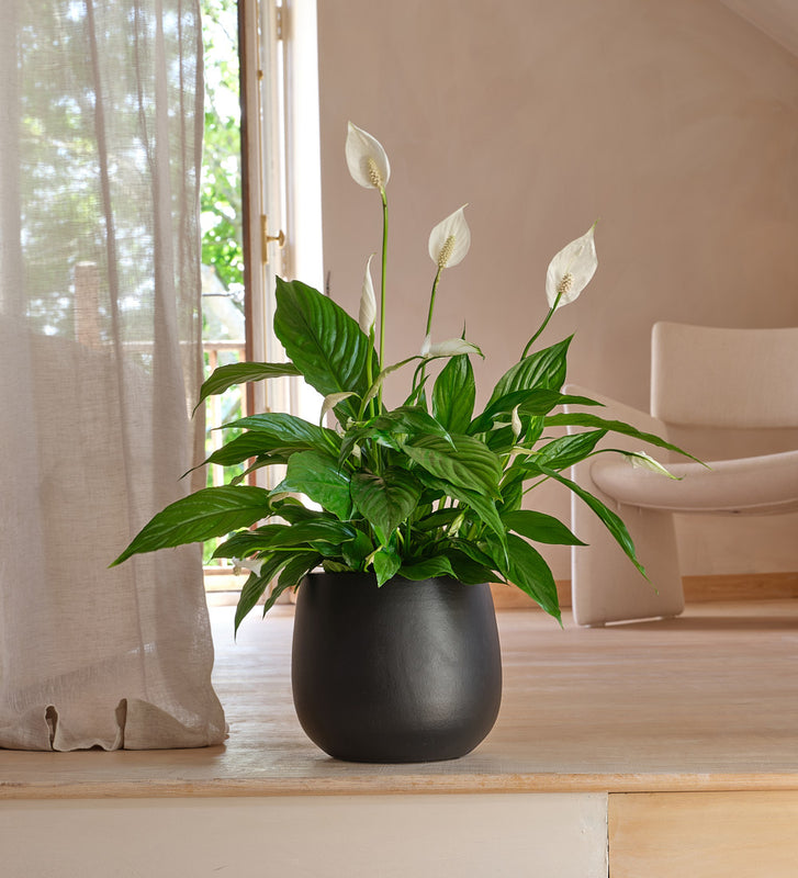 Peace Lily