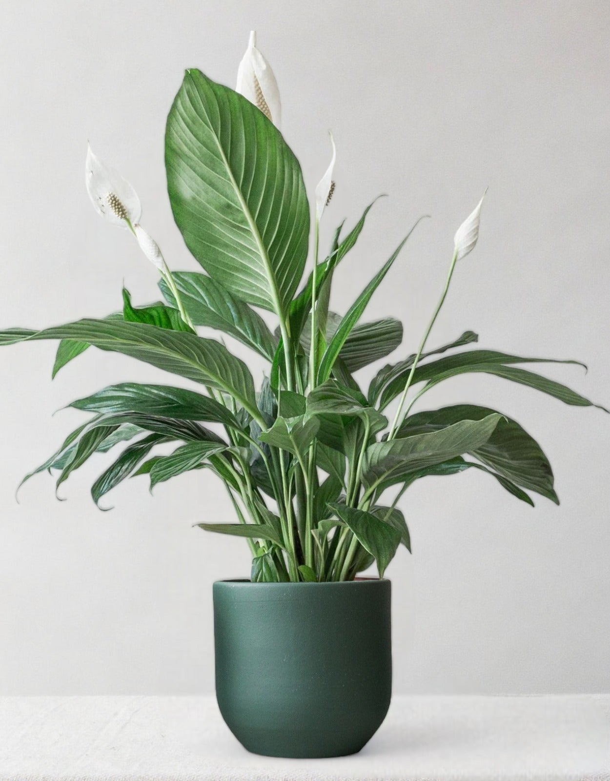 Peace lily pot deals