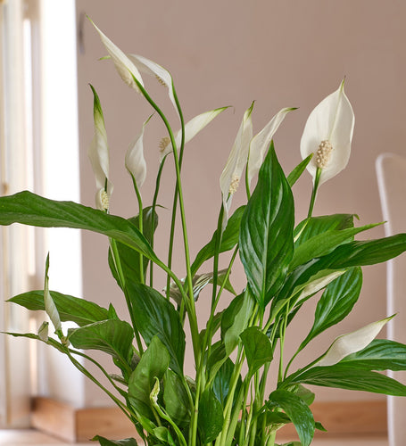Peace Lily