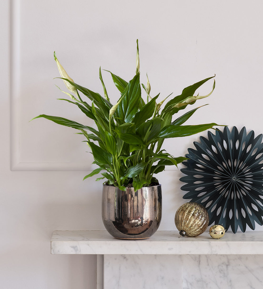 Peace Lily & Pot