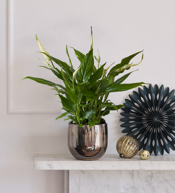 Peace Lily & Pot