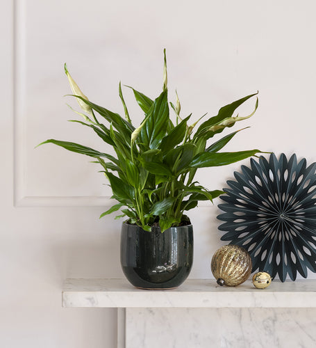 Peace Lily & Pot