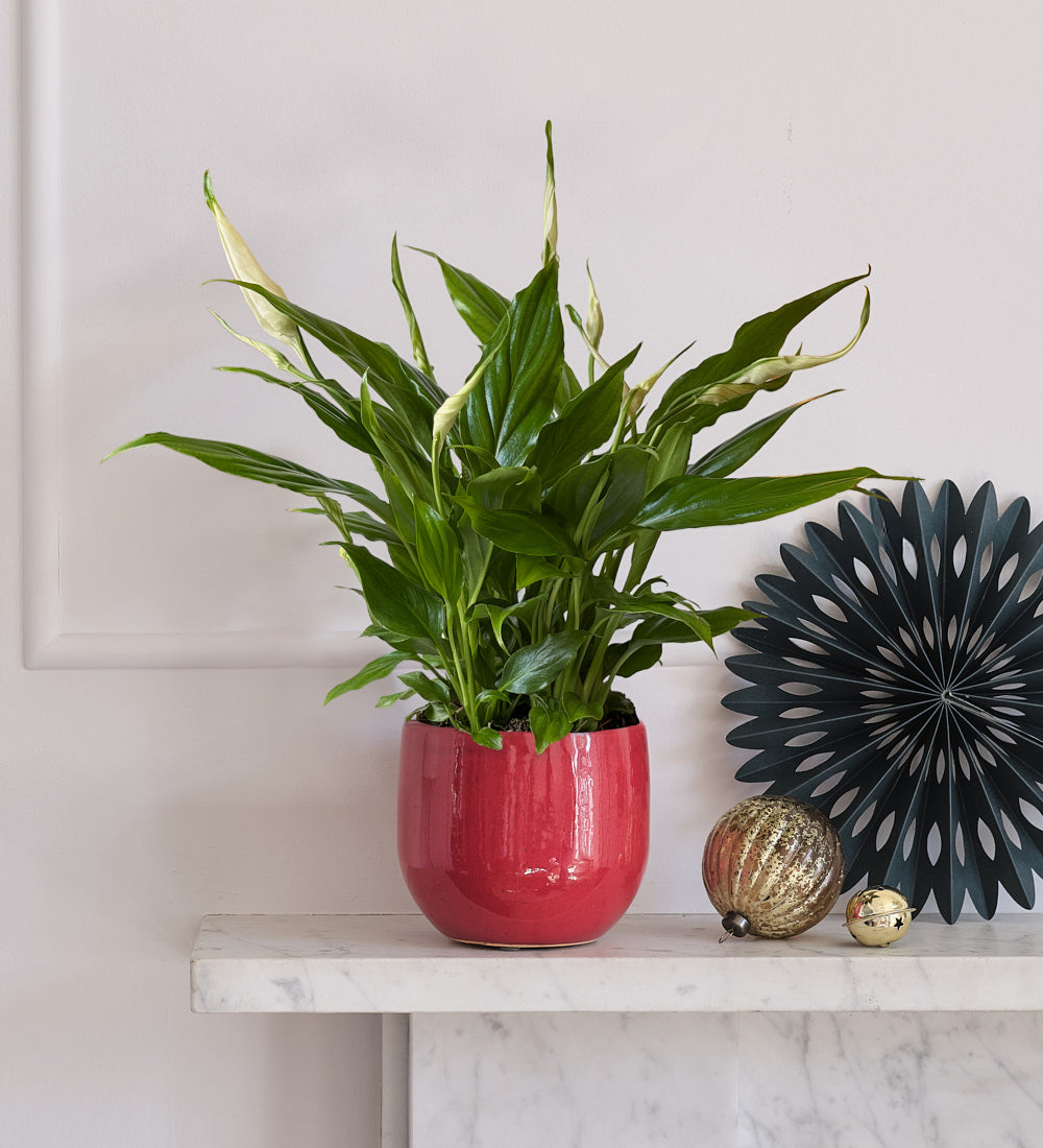 Peace Lily & Pot