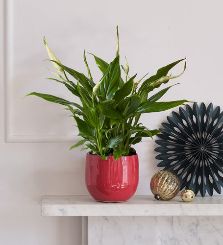 Peace Lily & Pot