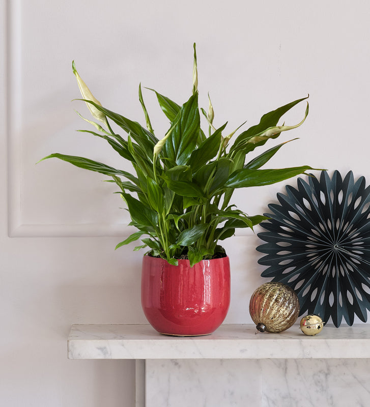 Peace Lily & Pot