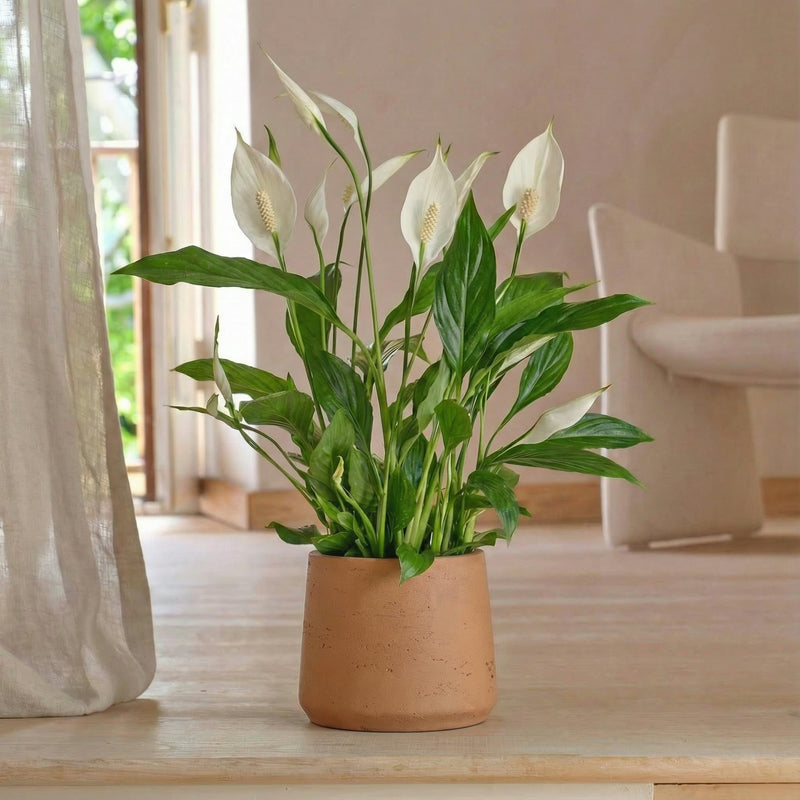peace lily low light Peace Lily