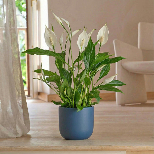 Blue Earthenware 14cm