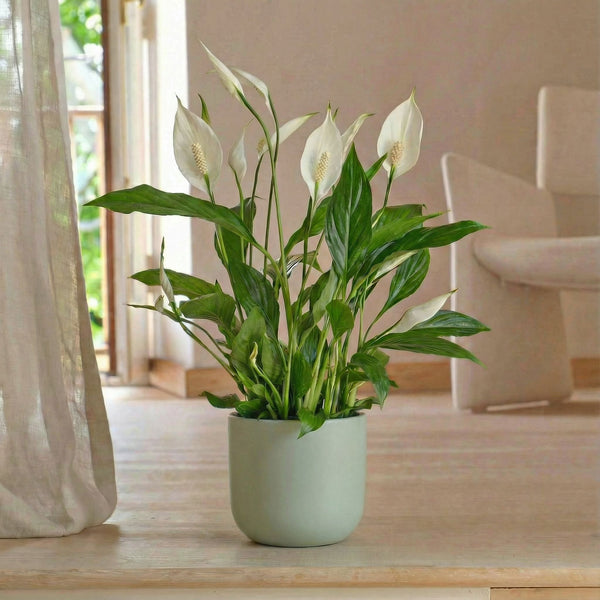 Pistachio Earthenware 14cm