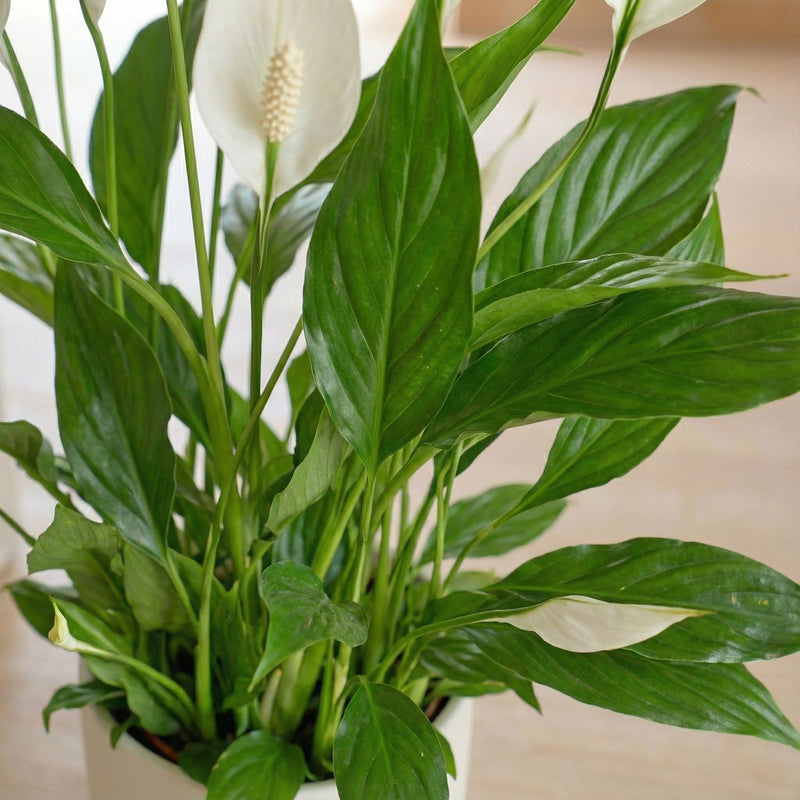 Peace Lily