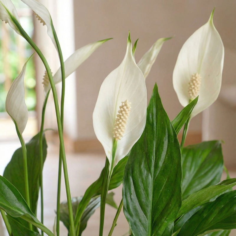 Peace Lily