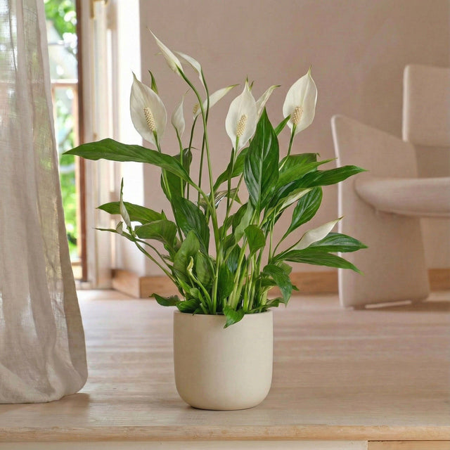 Peace Lily