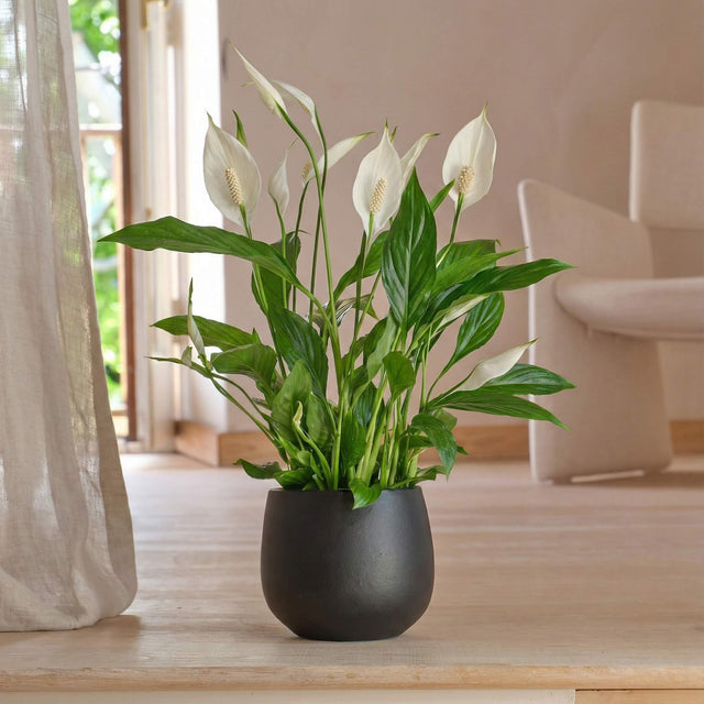 Peace Lily