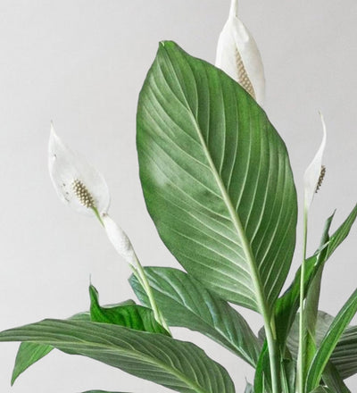 Peace Lily & Broadway Chalk