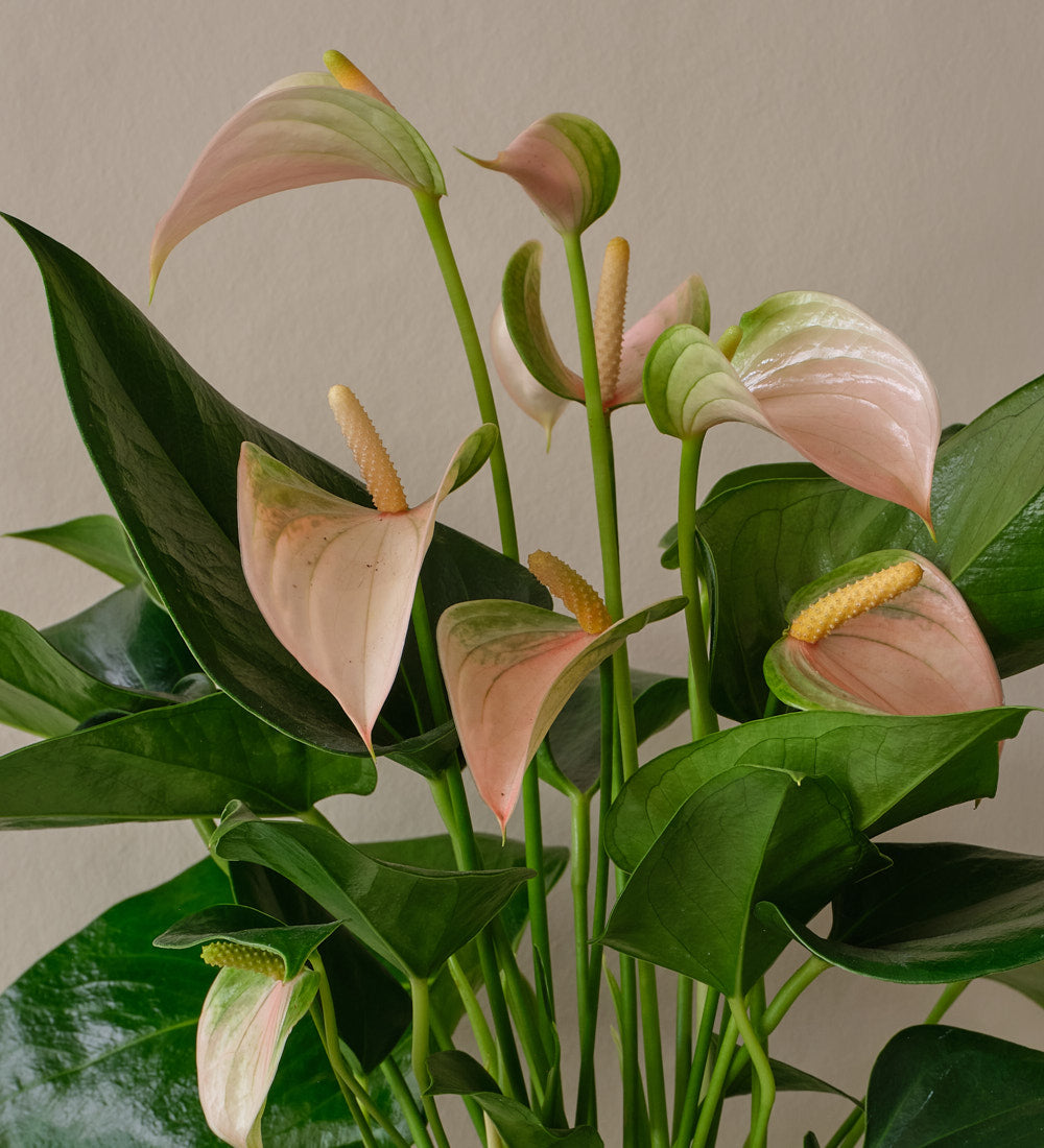 anthurium joli peach Peach Anthurium