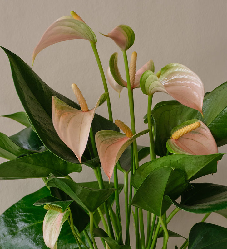 Peach Anthurium