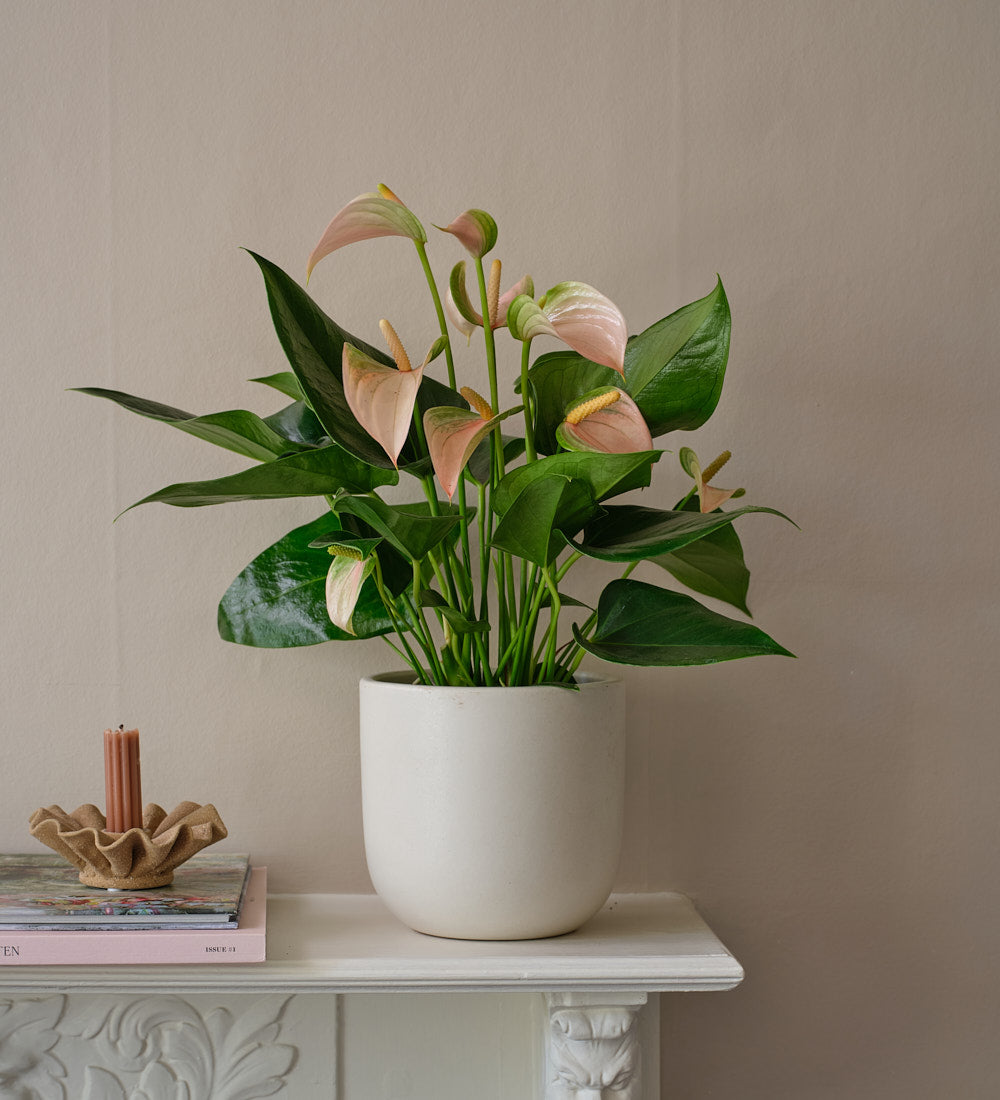 Peach Anthurium
